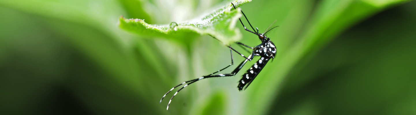 Quelles sont les différences entre un moustique mâle et un